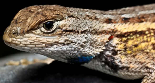 Close-up of The Fascinating Crevice Spiny Lizard showcasing its detailed texture and colors.
