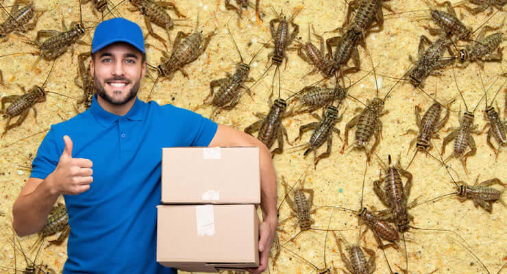 Receiving Livefood Deliveries During Cold Weather with a delivery man holding packages.