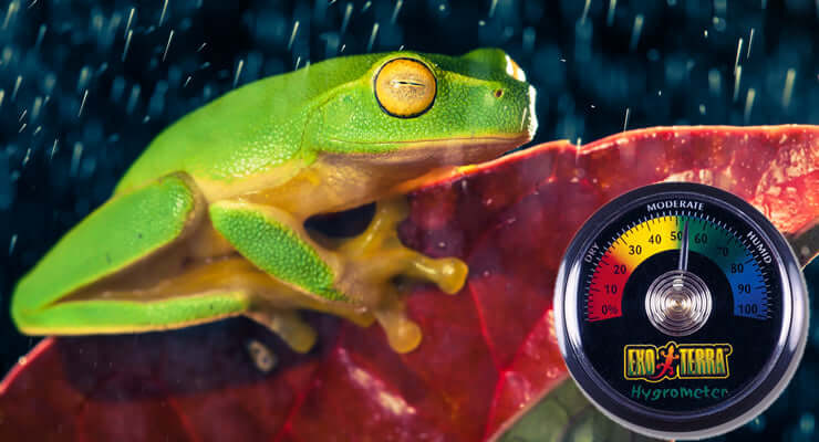 How to Increase Humidity for Reptiles: 5 Easy Methods with a frog and hygrometer in a humid environment.