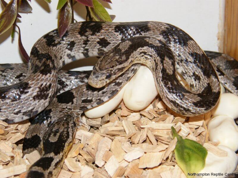 Surprise Corn Snake Eggs! A corn snake sits on its freshly laid eggs in a nesting box.