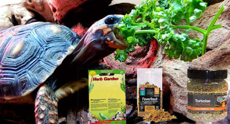 Which Dried Tortoise Diet Should I Use? Tortoise eating greens with dried food products displayed.