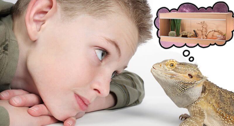 Setting Up a Bearded Dragon Enclosure: Thermostat Specifics with a boy and a bearded dragon.
