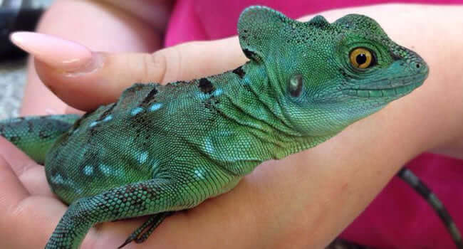 A close-up of a green lizard being held, showcasing its details, related to 10 Big Lizard Pets: Best Large Lizard Species.