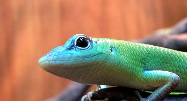 Green Tree Skinks In-store! [VIDEO] - Close-up of a vibrant green tree skink with striking eyes.
