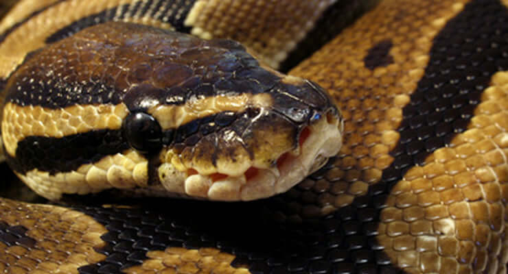Close-up of a royal python morph showcasing its distinctive coloration and patterns, representing the 5 Popular Royal Python Morphs.
