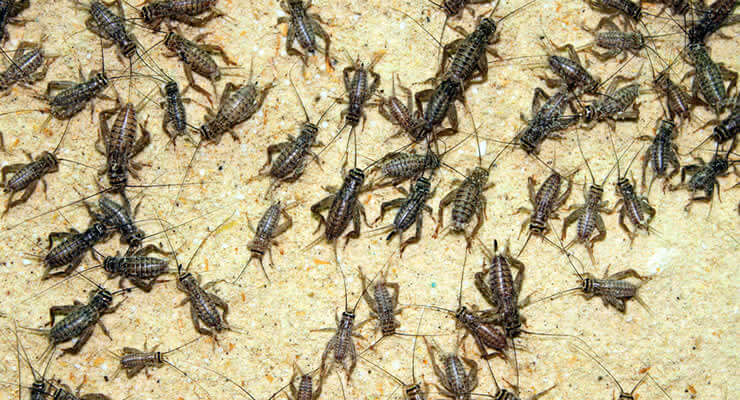 The BIG Cricket Debate… Again featuring a close-up of various crickets on a sandy surface.