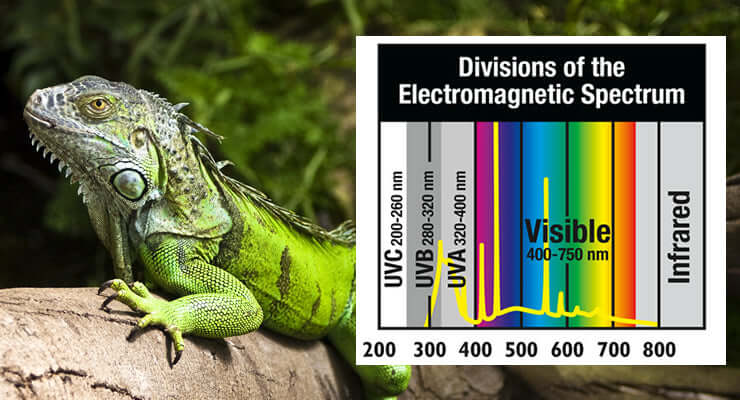 Iguana next to a chart showing Divisions of the Electromagnetic Spectrum including UVB, for article on Which Type of UVB Lamp Should I Use For My Reptile?