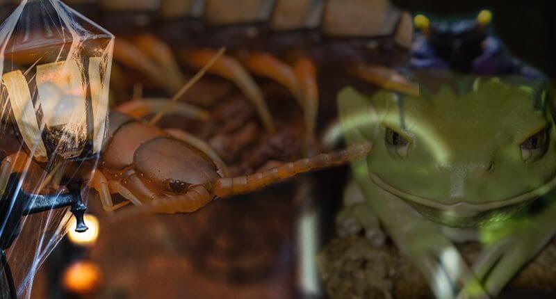 6 ‘Creepy’ Animals this Halloween! A close-up of a scorpion and a frog, perfect for Halloween themes.
