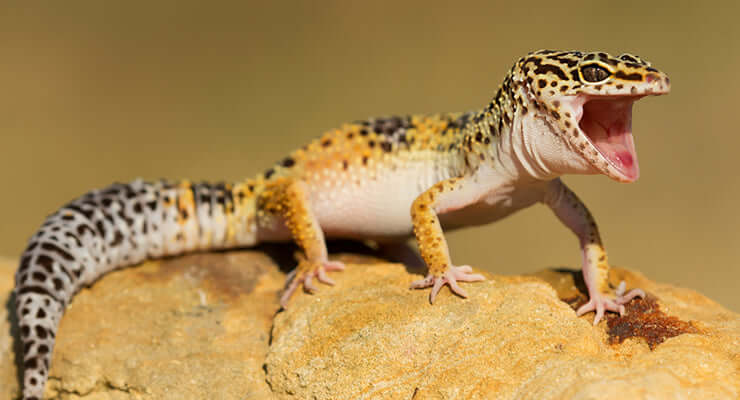 How to Care for a Leopard Gecko: 5 Easy Tips for Enclosures, Diet & More - a leopard gecko on a rock.