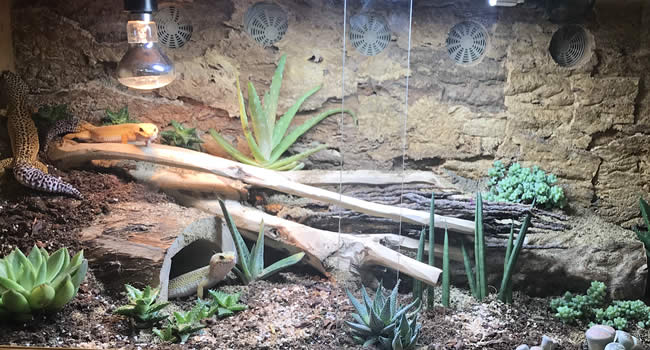How to Make a Bioactive Vivarium: 8 Easy Steps for an Arid Setup with live plants and heat sources.