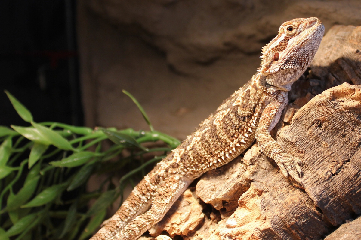 Bearded Dragon Enclosure Ideas: Scale Up Your Dragon’s Dream Home