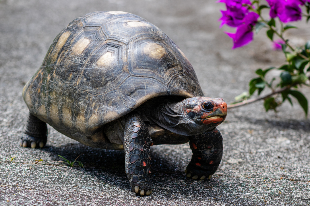 How to Look After a Tortoise