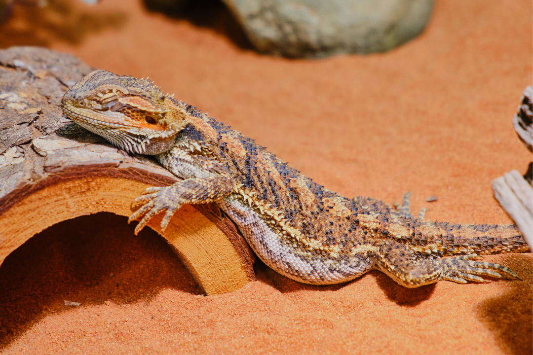 Brumation Bearded Dragon