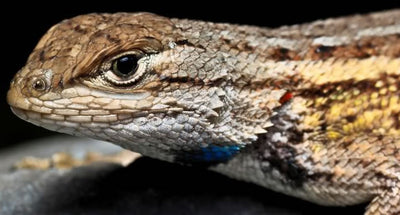 The Fascinating Crevice Spiny Lizard