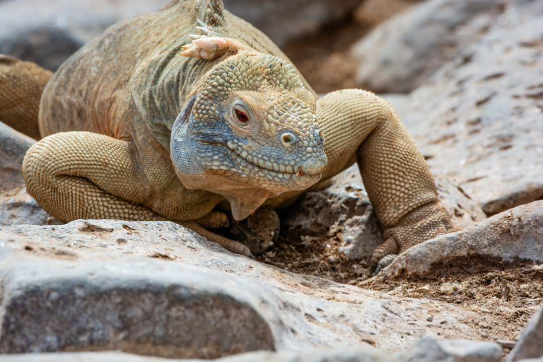 Types of Lizards