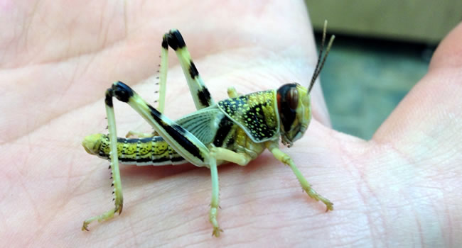 Close-up of a locust on a hand, showcasing details and colors, explaining why locusts are a great reptile livefood.