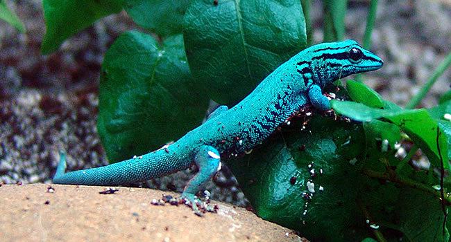 William’s Dwarf Gecko – The Electric Blue Day Gecko
