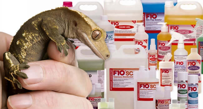 Why All Reptiles Keepers Should Use F10 Disinfectant with a gecko and various F10 disinfectant products.