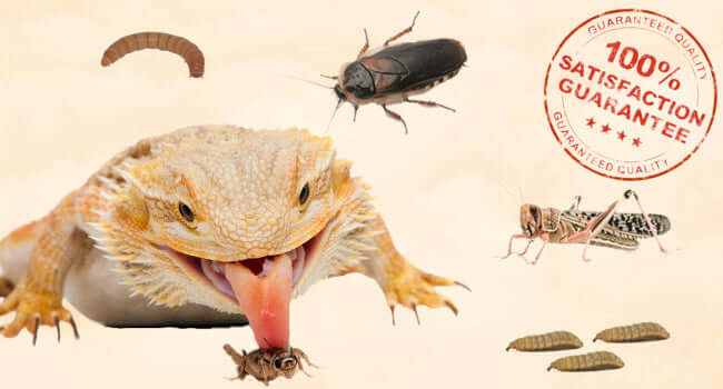 Live Food for Bearded Dragons: Top 5 Picks featuring a bearded dragon eating various insects.
