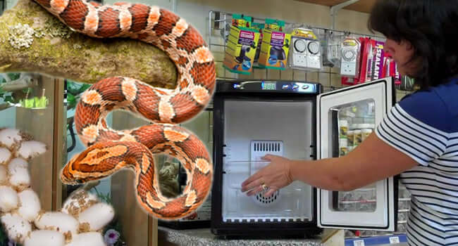 How to Incubate Corn Snake Eggs in 4 Easy Steps with a snake and incubator setup.