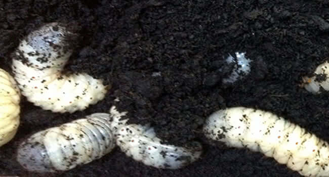 Have your lizards tried fruit beetle grubs? Tasty eh? image of fruit beetle grubs in soil, a treat for reptiles.