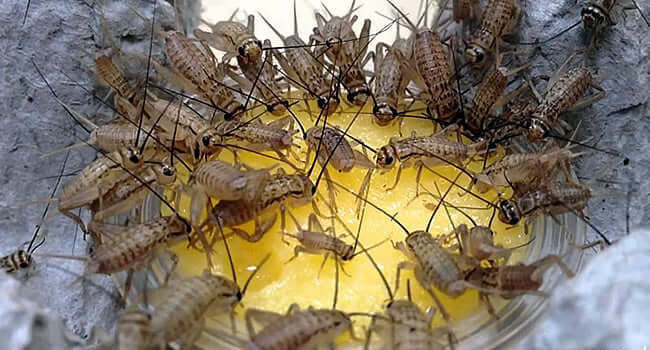 Feeding Crickets the new ProRep Jelly Pots – They Love It! with crickets enjoying jelly food.