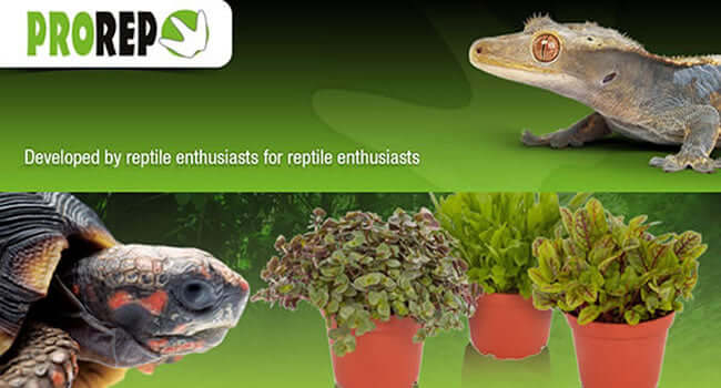 Grow Your Own Reptile Food! ProRep’s Edible Plants with reptiles and potted plants.