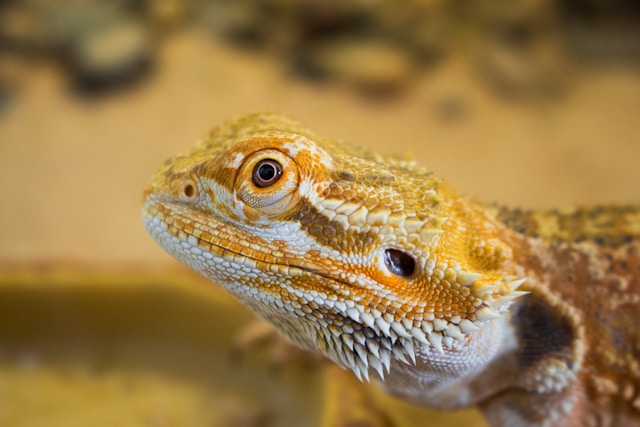 Close-up of a bearded dragon, showcasing its distinctive features for 10 Bearded Dragon Veg Options to Keep Your Pet Healthy and Happy.