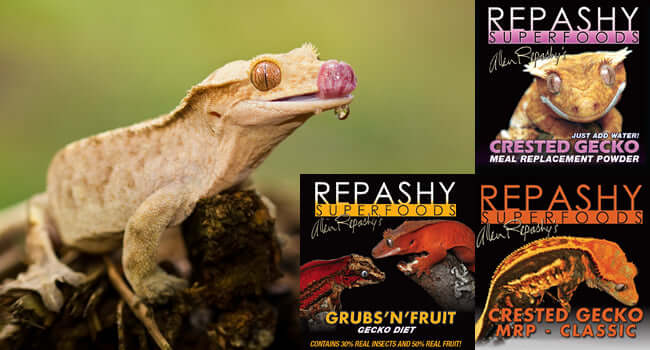 How to Make Repashy Crested Gecko Diet with crested gecko and Repashy Superfoods packaging.