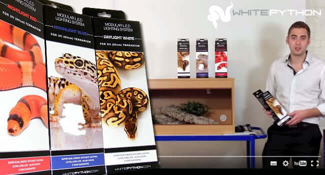 How to Install White Python LED Lights with a display of LED strip packages and an instructor.