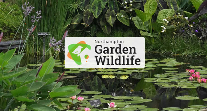 Pond Plants to Attract Garden Wildlife
