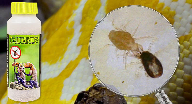 Snake Mites Treatment: 7 Reasons Natural Control Is Best shows snake mites under magnification with Taurus mite treatment.