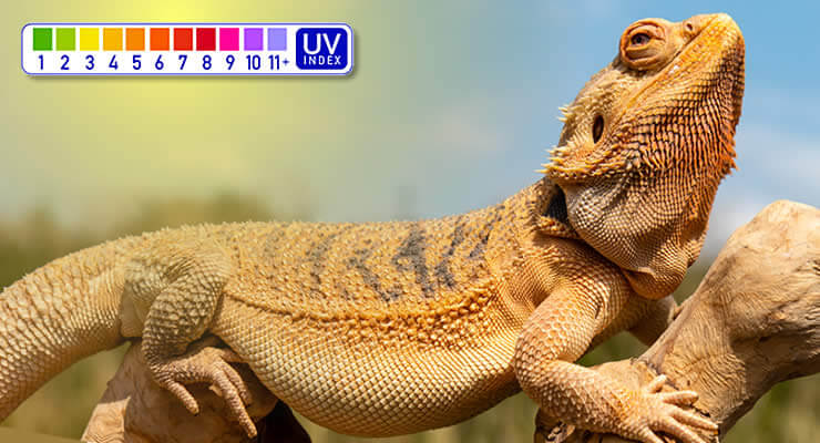 Bearded dragon basking in sun, associated with Which Ferguson Zone are Bearded Dragons?, showing UV index scale.