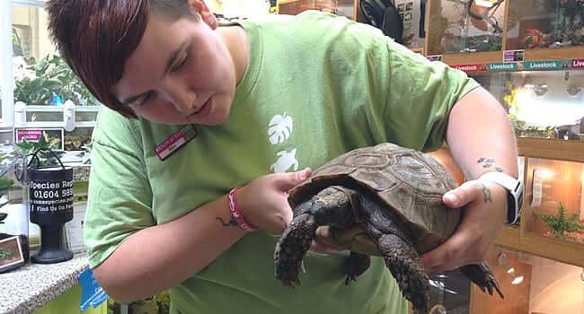 Best Tortoise Pets: 5 Top Picks - person holding a tortoise at Northampton Reptile Centre.