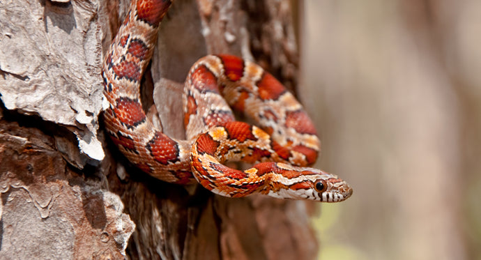 5 Awesome Decorations for a Corn Snake