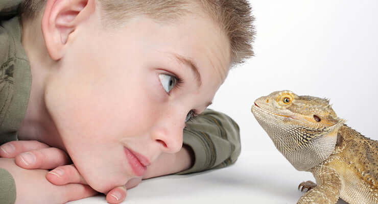 5 Top Tips for New Reptile Keepers: A boy observing a bearded dragon in a friendly interaction.