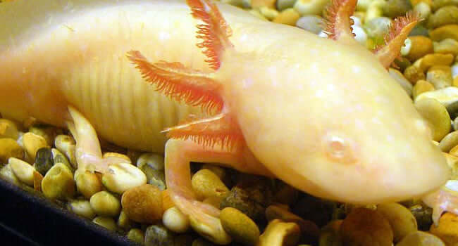 Albino axolotl, a unique amphibian, featured in the article 'Six strange animals, but which is the most unusual?'. A fascinating creature!