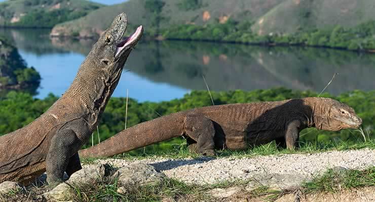 Biggest Reptile in the World: 5 Giant Reptiles That Will Blow Your Mind! - Komodo dragons in a natural habitat.
