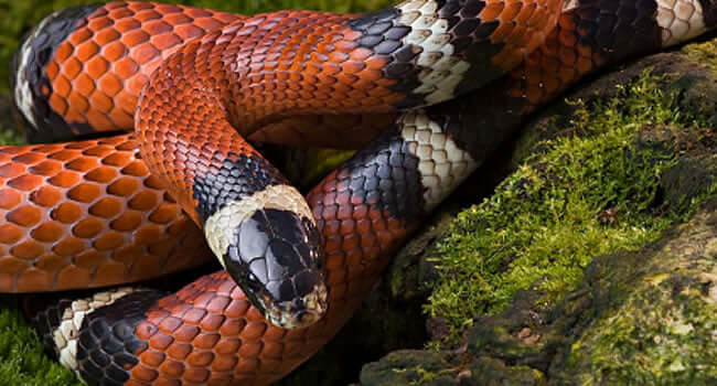 Every Milk Snake is a Kingsnake; but not every Kingsnake is a Milk Snake, showing the distinct coloration of a Milk Snake.