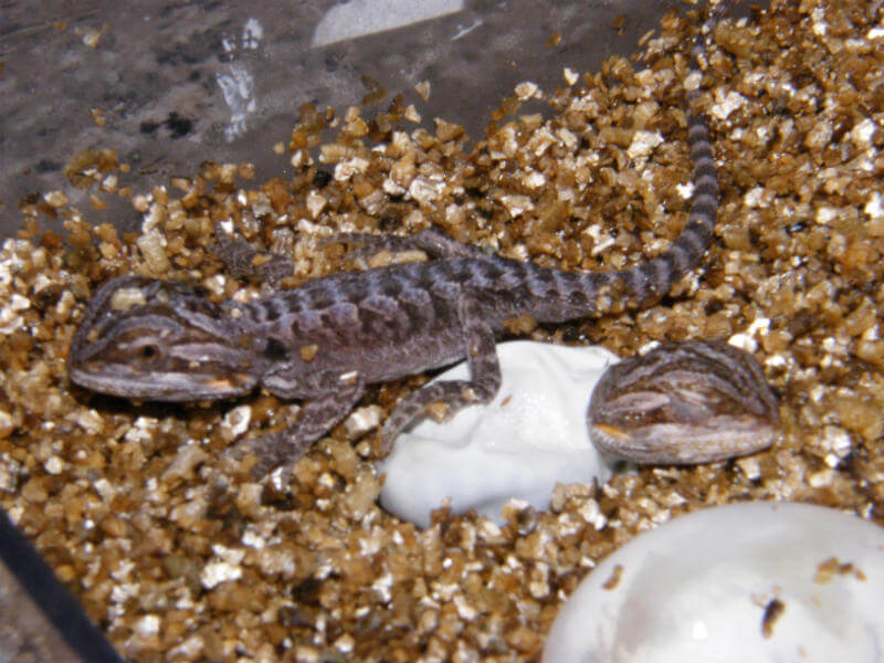 Two Baby German Giant Bearded Dragons hatching from eggs in bedding substrate.