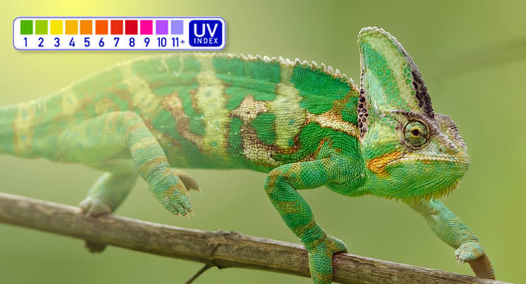Yemen Chameleons basking with UV index chart, illustrating their Ferguson Zone 3 habitat. Which Ferguson Zone are Yemen Chameleons?