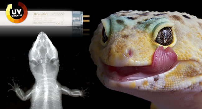 Do Leopard Geckos Need UVB? Here's What You Should Know - Image of healthy leopard gecko and UVB light.