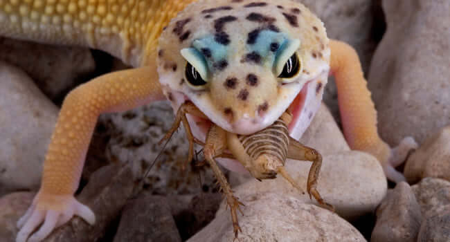 Best Reptile Livefoods - Top 10 Picks: A leopard gecko eating a live cricket among rocks.