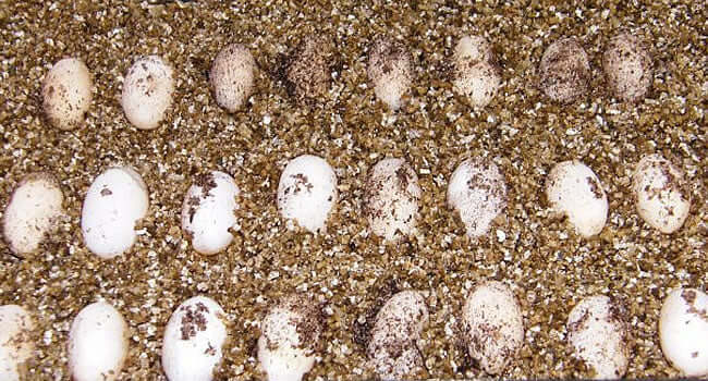 More Bearded Dragon Eggs! A collection of Bearded Dragon eggs nestled in substrate.
