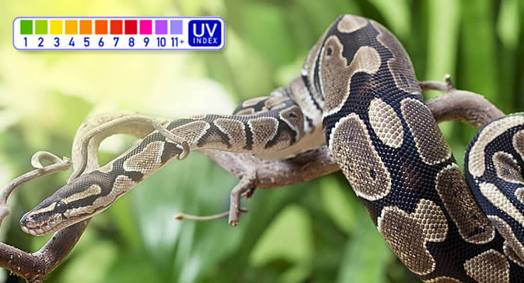Royal Pythons resting on a branch with a UV index graphic, illustrating which Ferguson Zone are Royal Pythons?