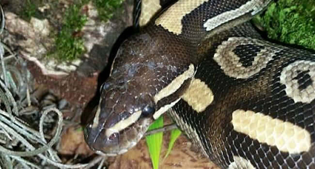 How to Set Up a Bioactive Royal Python Vivarium: Tips & Tricks from a Snake Keeper - close-up of a royal python.