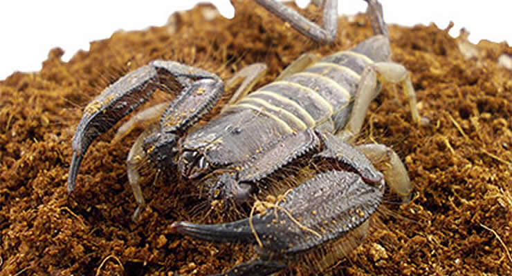 Fancy an unusual pet? How about a Flat Rock Scorpion? Close-up of a Flat Rock Scorpion on substrate.