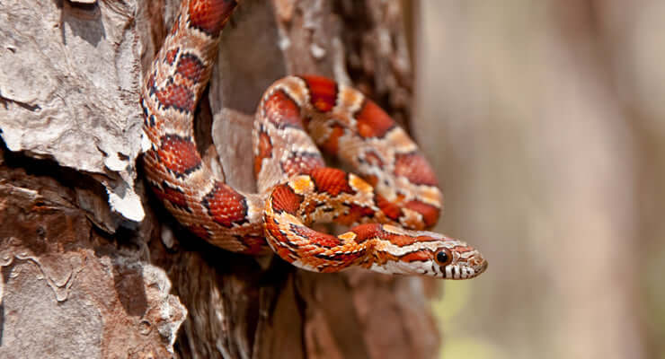 Decor Ideas for Corn Snake Enclosures: 5 Awesome Picks - a corn snake on a tree bark.