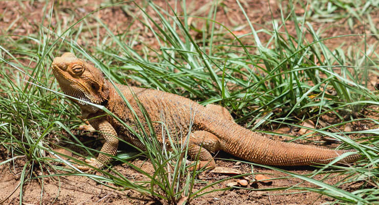 Which Bearded Dragon Substrate Should You Use? Bearded dragon in natural grass habitat.