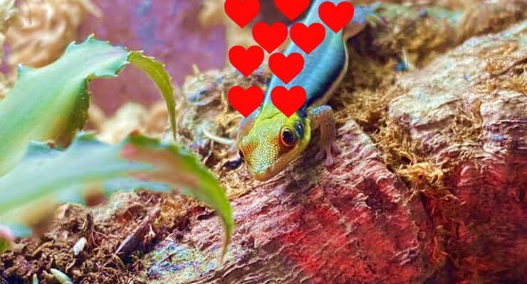 Yellow-headed Day Gecko – Tiny and Adorable resting among greenery with hearts above.